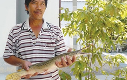 Bắt được cá đầu sấu, vẩy rắn
