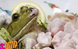 Hoảng hồn với món ếch chớp mắt