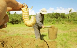 Kiếm bộn tiền nhờ săn sùng đất