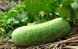 Tác dụng tuyệt vời của bí đao