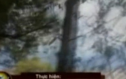 Cây ổi gãi là 'cười' ở Lam Kinh