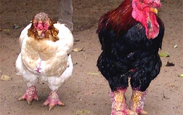 Ngắm gà Tết giá 'khủng' 35 triệu đồng/con