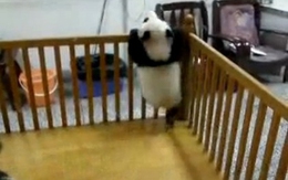 "Gấu trúc vượt ngục" siêu đáng yêu