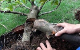 Lật tẩy chiêu làm cây mai 'đểu' hốt bạc ngày Tết