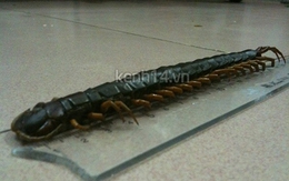 Hoảng hồn phát hiện rết khổng lồ trong nhà