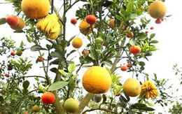 'Đột kích' vườn cây mọc ra 5 thứ quả kì quái