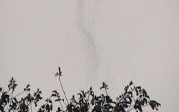 Sự thật về 2 cổ thụ 'bốc khói' ở Tuyên Quang