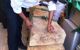 Đổ xô truy tìm gỗ sưa tiền tỷ