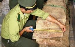 Vớt được gỗ sưa trị giá hàng chục tỉ đồng dưới sông