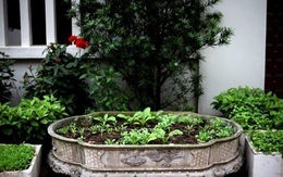Độc đáo nhà giàu Hà Nội biến chậu cảnh thành... vườn rau