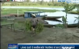 Rùng mình xác heo tai xanh nổi lềnh phềnh trên sông