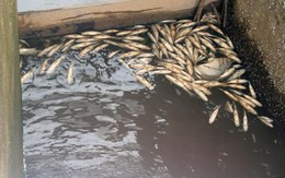 Cận cảnh cá chết trên đầm thủy sản Đình Vũ