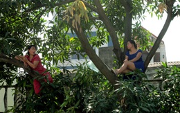 Hà Nội: Hai phụ nữ “cố thủ” trên cây để phản đối chặt cây