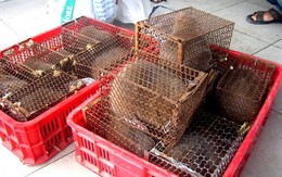 Phát hoảng vì hàng chục con rắn hổ mang trên xe khách