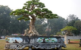 Cây cảnh tiền tỷ vào Hoàng thành Thăng Long đón Tết