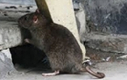 Vụ trộm vàng hy hữu nhất Việt Nam