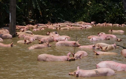 Xe lật, gần 200 con lợn rơi xuống ao