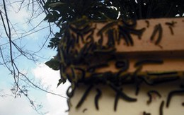 Kinh hãi sâu xuất hiện dày đặc ở khu dân cư