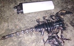 Bò cạp 'khủng' vào nhà dân chích cháu bé bất tỉnh