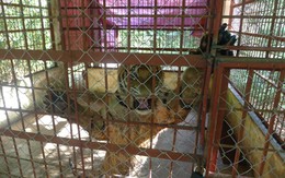 Hai con hổ bị vứt khỏi xe tải hồi tỉnh và rất hung dữ