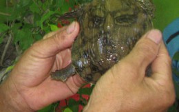 Hiếu kỳ đi xem ba ba có hình mặt người