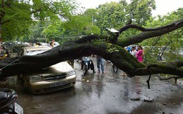 Cây cổ thụ ở hồ Gươm gãy đổ vì mưa lớn