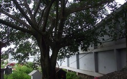 Ân hận về lỗi lầm trong quá khứ, người đàn ông nghiện ngập tìm đến mộ bố tự tử