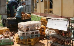 Lạng Sơn bắt giữ số lượng gia cầm nhập lậu