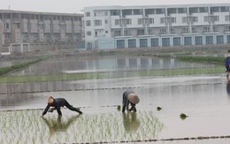 Cấp “sổ đỏ” cho đất không giấy tờ