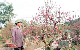Chi hàng trăm triệu “săn” đào Tết