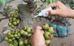 Cây cảnh ngày Tết: Coi chừng đồ rởm