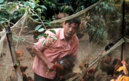 Gà đồi Yên Thế đâu rồi?