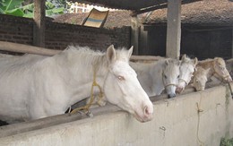 “Sốt” ăn thịt ngựa bạch lấy may