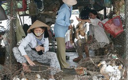 Đề xuất truy tố người buôn lậu gia cầm