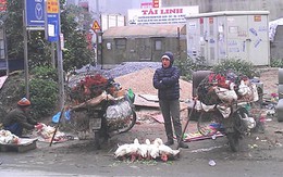 Gà “trốn dịch” bán rong khắp phố