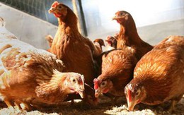 Tuyệt đối không giết mổ, ăn gia cầm bệnh
