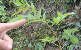 Quảng Nam: Đổ xô lên rừng tìm “thần dược”