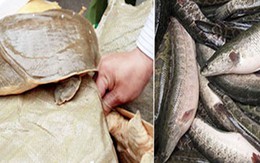 Ăn ba ba đã chết dễ nhiễm độc
