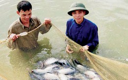 Thông tin thủy sản tại các hồ ở Hà Nội nhiễm kim loại: Người nội trợ lo lắng, chính quyền nghi ngờ