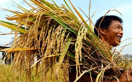 Ba cái “tội” trong mùa giáp hạt