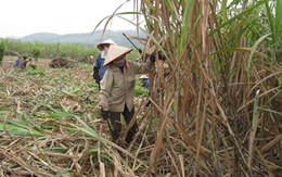 Đắng cay mùa mía xứ Thanh