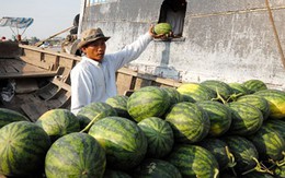 Dễ bị ép giá khi bán dưa sang Trung Quốc