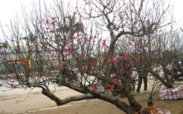 Một cây đào có giá bằng… 2 năm lương