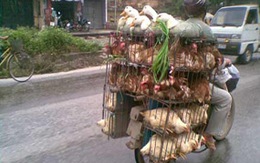 Giấy chứng nhận kiểm dịch gia súc, gia cầm: Nghiêm cấm cấp khống