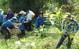 Bộ trưởng Tài nguyên và Môi trường Nguyễn Minh Quang: Hạn chế dùng đất trồng lúa cho mục đích khác