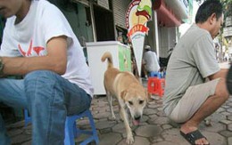 Chó, mèo cũng phải... “chính chủ”