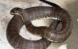 Rắn vào nhà phố cắn người