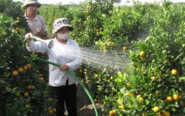 Quất Tết Văn Giang (Hưng Yên): Được mùa, giá rẻ như cho!