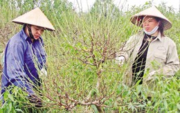 Giá đào, quất Tết sẽ giảm mạnh