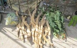 Tan nát rừng vì cây “Viagra”